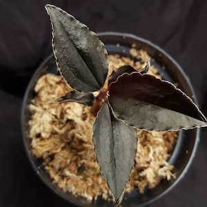 May include: A small plant with three dark, glossy, lance-shaped leaves featuring serrated edges and a prominent central vein. The plant is potted in a black container filled with light-colored, fibrous sphagnum moss, viewed from directly above.