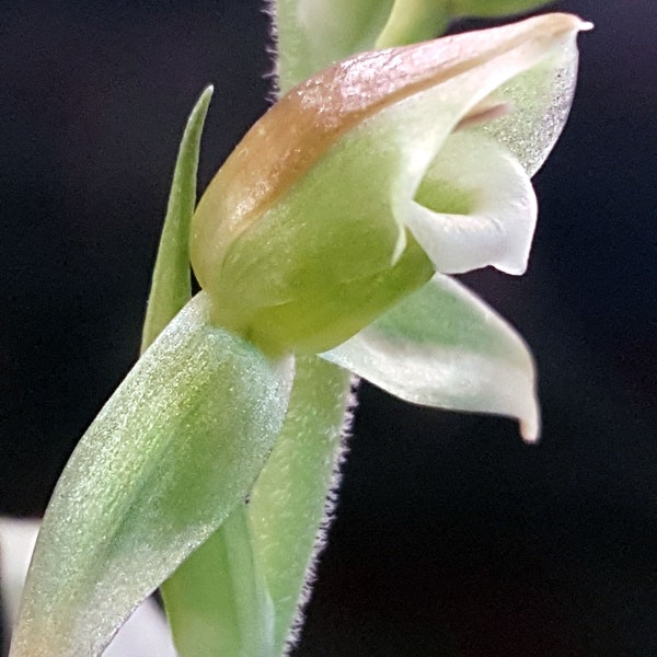 Juwelorchidee Macodes Goodyera viridiflora 'Surprise' orchidée bijou jewel orchid juvel orkidé