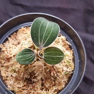 Könnte beinhalten: Eine kleine Pflanze mit drei grünen Blättern mit weißen Adern, in einem schwarzen Behälter mit einem hellbraunen Substrat. Die Blätter haben ein ausgeprägtes Muster und sind von einem weißen Rand umgeben. Die Pflanze ist eine Zimmerpflanze.