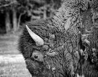 Black & White American Bison Metal Print, Wildlife Wall Decor