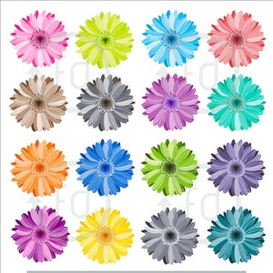 Fiori di Gerbera, gerbere o margherite, fiori colorati, Vector Art Pack, Clipart set 16 pezzi, file editabile +PNG. Instant download