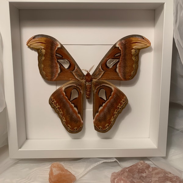 Attacus Atlas Atlasspinner Motte Bilderrahmen