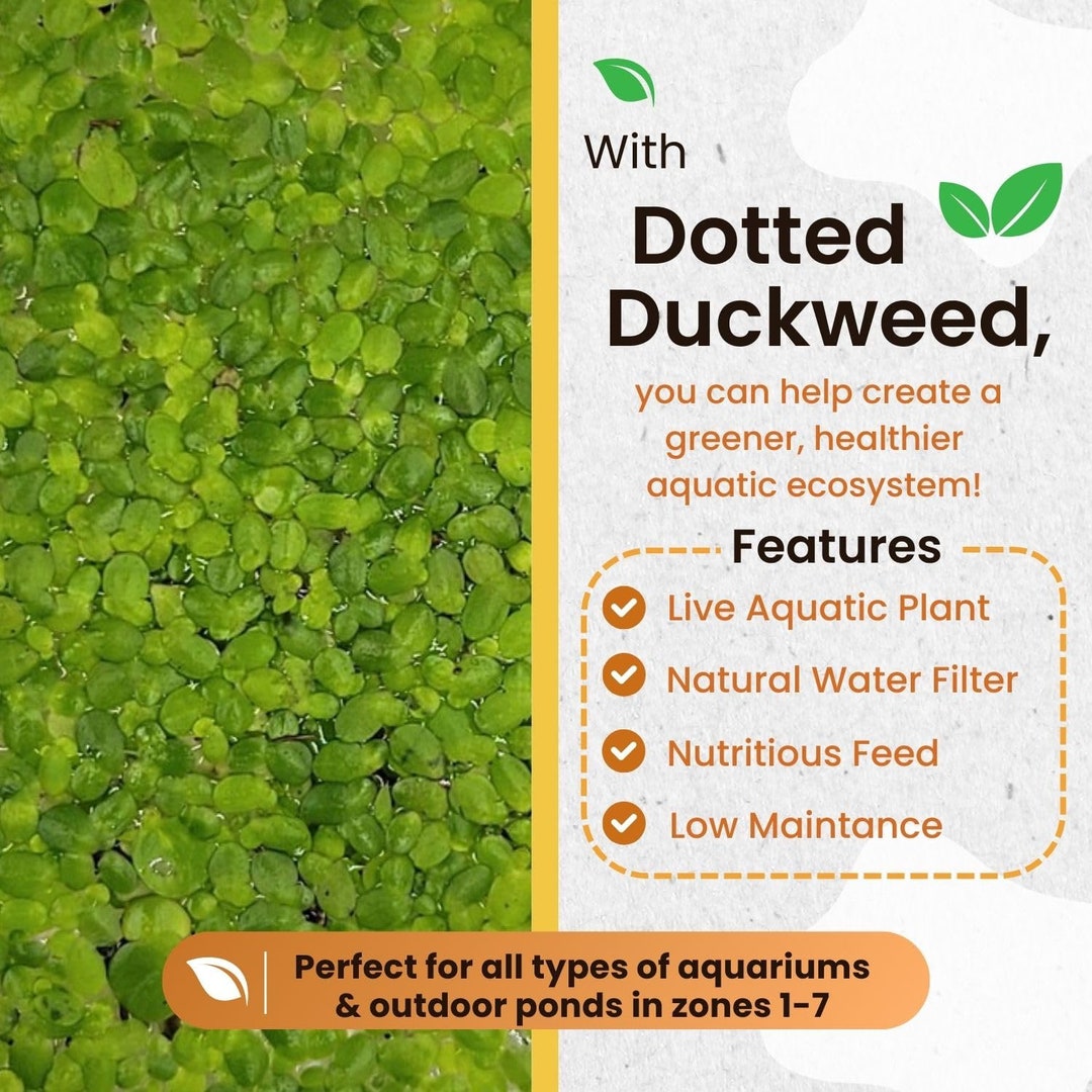 Spotted Duck Weed Aquarium or Pond Plant! Reproduces Quickly! - Etsy