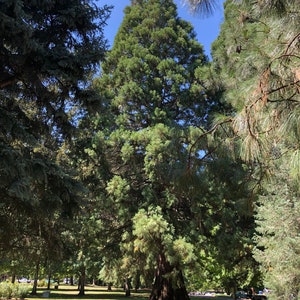 Sequoiadendron giganteum Seeds