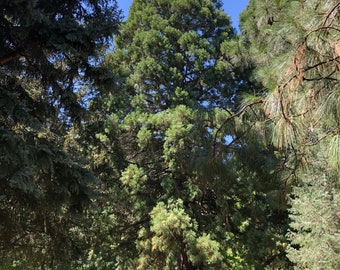 Sequoiadendron giganteum Seeds