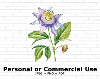 Aquarell Passionsblume - SVG Blumen, PNG Floral Clipart für kommerzielle Nutzung - digitaler Download