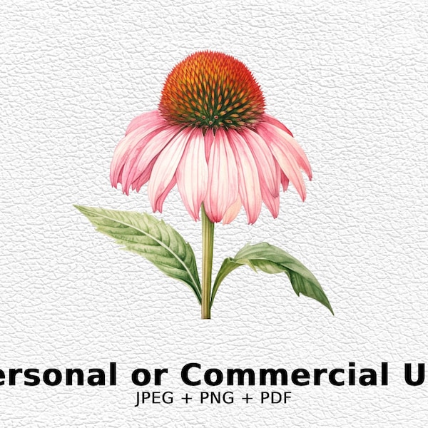 Watercolor Coneflower - SVG Flowers, PNG Floral Clipart for Commercial Use - Digital Download