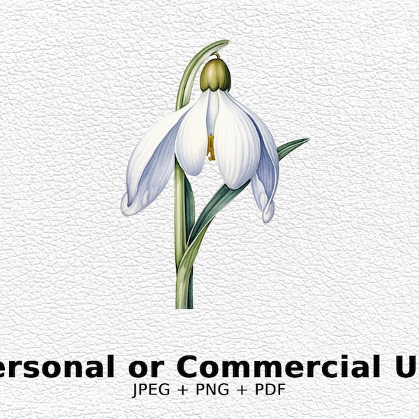 Watercolor Snowdrop - SVG Flowers, PNG Floral Clipart for Commercial Use - Digital Download