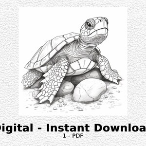 Baby Turtle - Coloring Page- Coloring Page for Adult Printable - Etsy