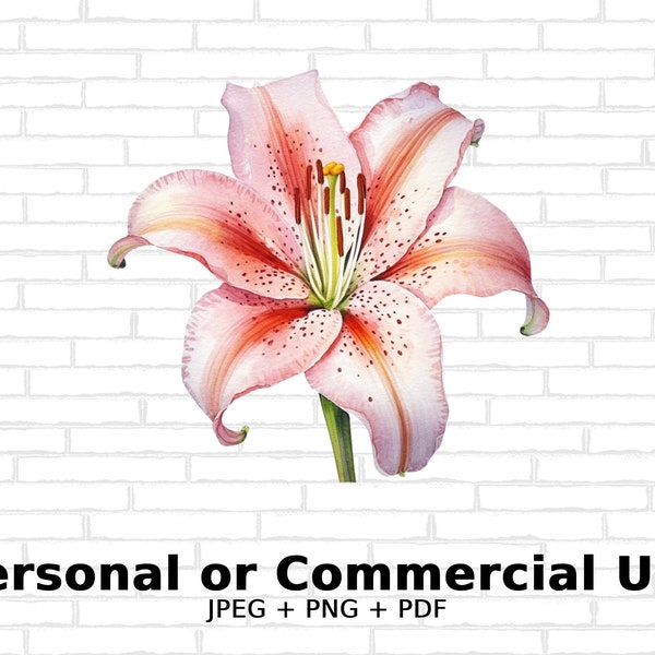 Watercolor Stargazer Lily- SVG Flowers, PNG Floral Clipart for Commercial Use - Digital Download