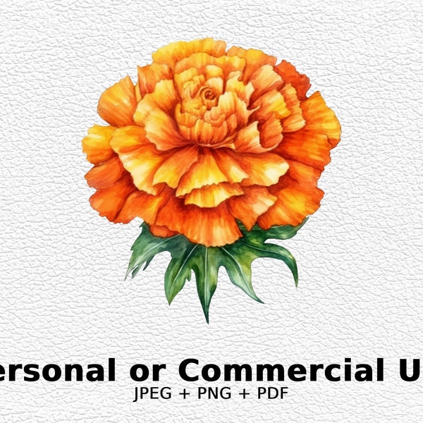 Watercolor Marigold - SVG Flowers, PNG Floral Clipart for Commercial Use - Digital Download