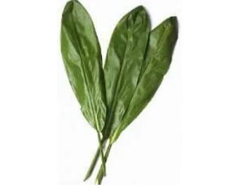 10 hojas de Ti hawaiana, frescas, recogidas a mano, para hacer lei o arreglos florales.