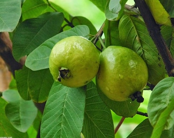 50 Hojas de Guayaba Orgánicas, Frescas, recogidas a mano, para té o usos culinarios, Naturales