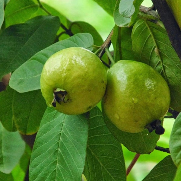 50 feuilles de goyave biologiques, fraîches, cueillies à la main, pour le thé ou la cuisine, naturelles