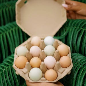 May include: A dozen eggs in a brown cardboard egg carton. The eggs vary in color, including shades of brown, pink, and green. The carton is held against a backdrop of green fern leaves.