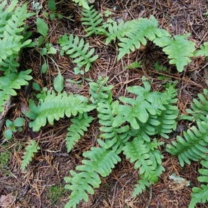 5 ROCK FERNS Plants For Your GARDEN or Terrarium (Polydodium Virginianum)