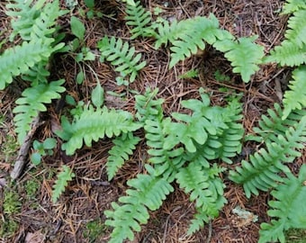 5 ROCK FERNS Plants For Your GARDEN or Terrarium (Polydodium Virginianum)