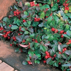 6 Wintergreen plants (great for terrariums and gardens)