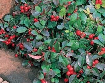 6 Wintergreen plants (great for terrariums and gardens)