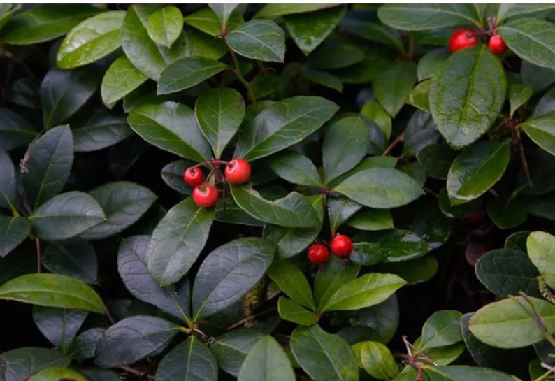 NewHampshireplants Wintergreen Teaberry Plants - Thumbnail 3