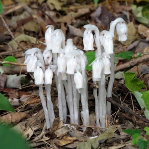 Ghost Pipe Tincture