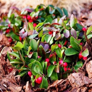 May include: A close-up of a small bush with green leaves and red berries. The bush is growing in a bed of brown mulch.