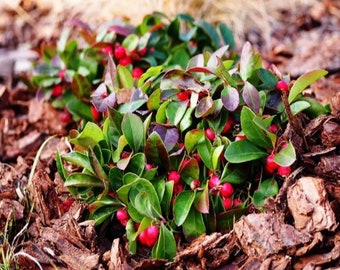 25 Wintergreen plants / Teaberry Plants (Gaultheria procumbens)