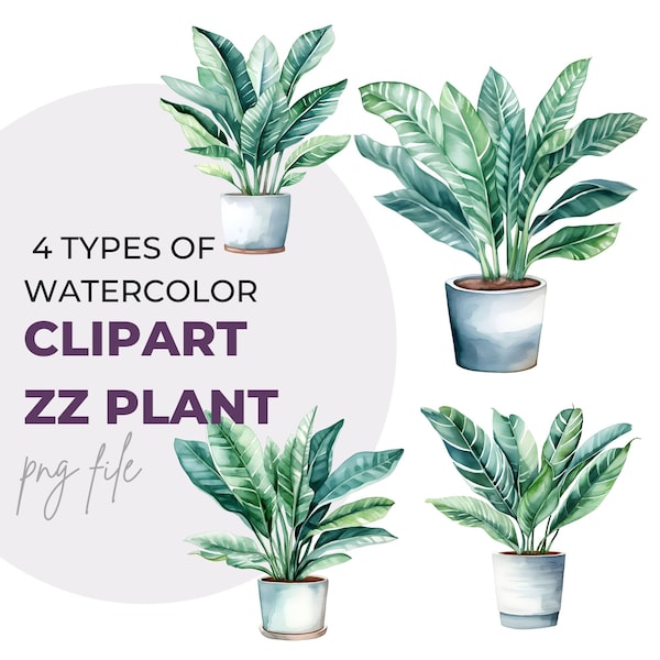 Watercolor 4 ZZ Plant  Digital Download PNG Graphics Commercial or Personal Use Transparent Background Plants Design