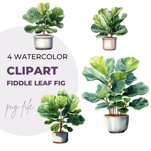 Puede incluir: Cuatro ilustraciones de acuarela de plantas de higuera de hoja de violín en macetas blancas. Las plantas tienen hojas grandes y verdes y se muestran en diferentes tamaños y ángulos.