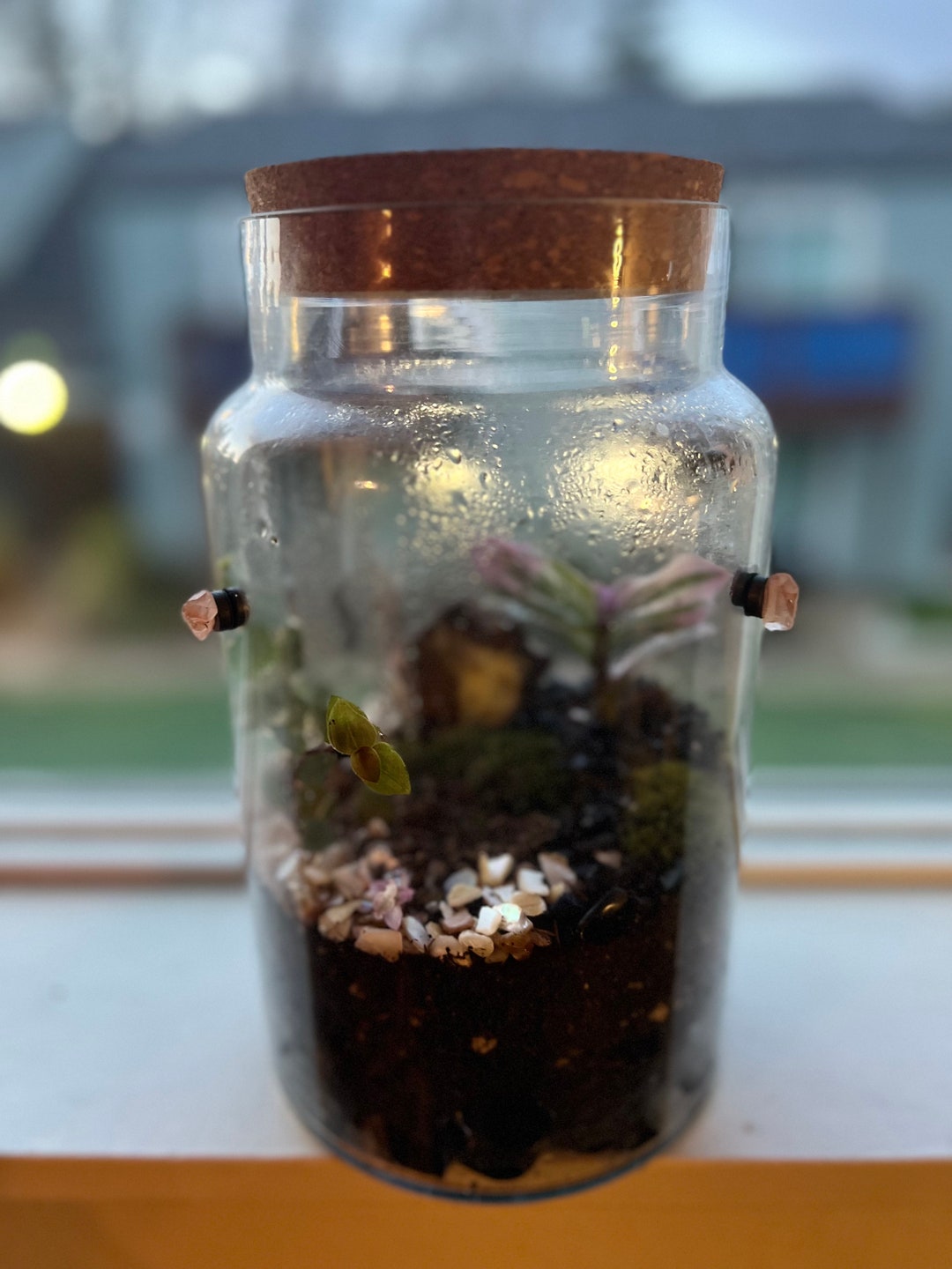 Terrarium Condensation Etsy