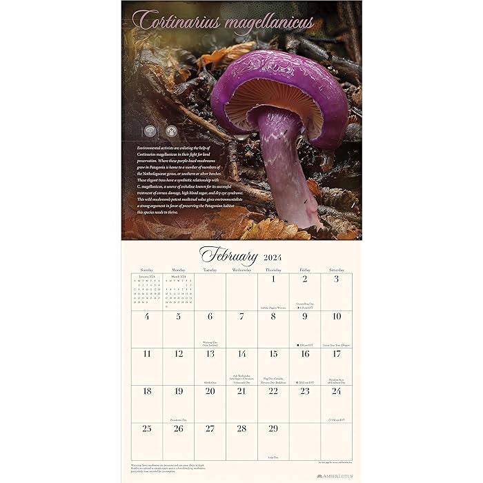 Miraculous Mushroom 2024 Wall Calendar Mushroom Calendar With Fabulous