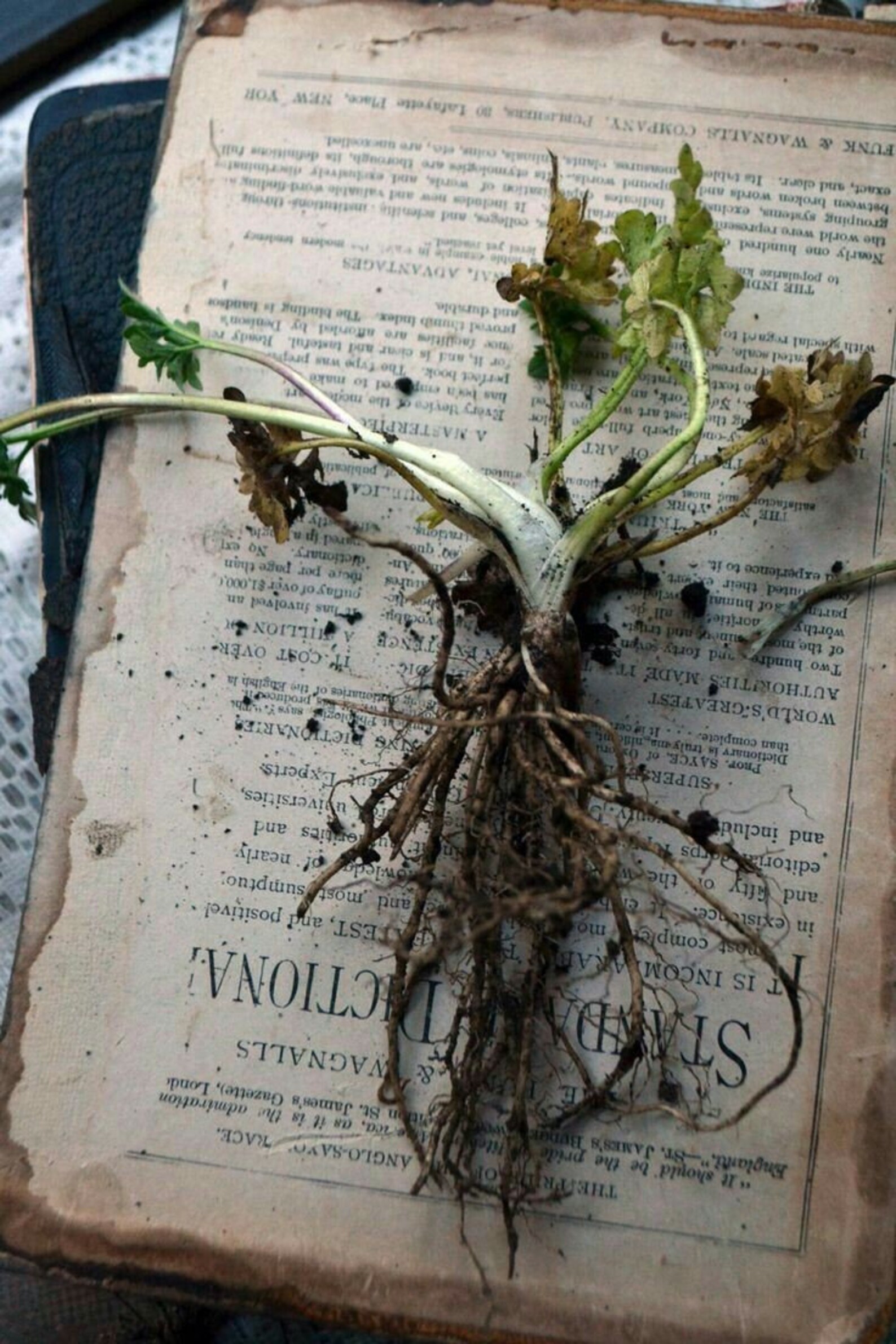 Encyclopedia of Herbal Medicine hardcover 550 Herbs and Remedies for