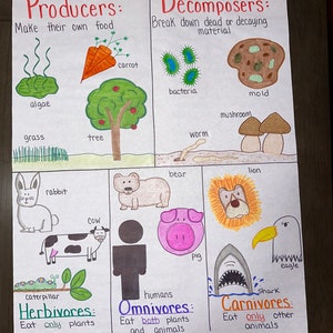 Producersconsumersdecomposers Anchor Chart for Elementary Middle and Biology Diagrams