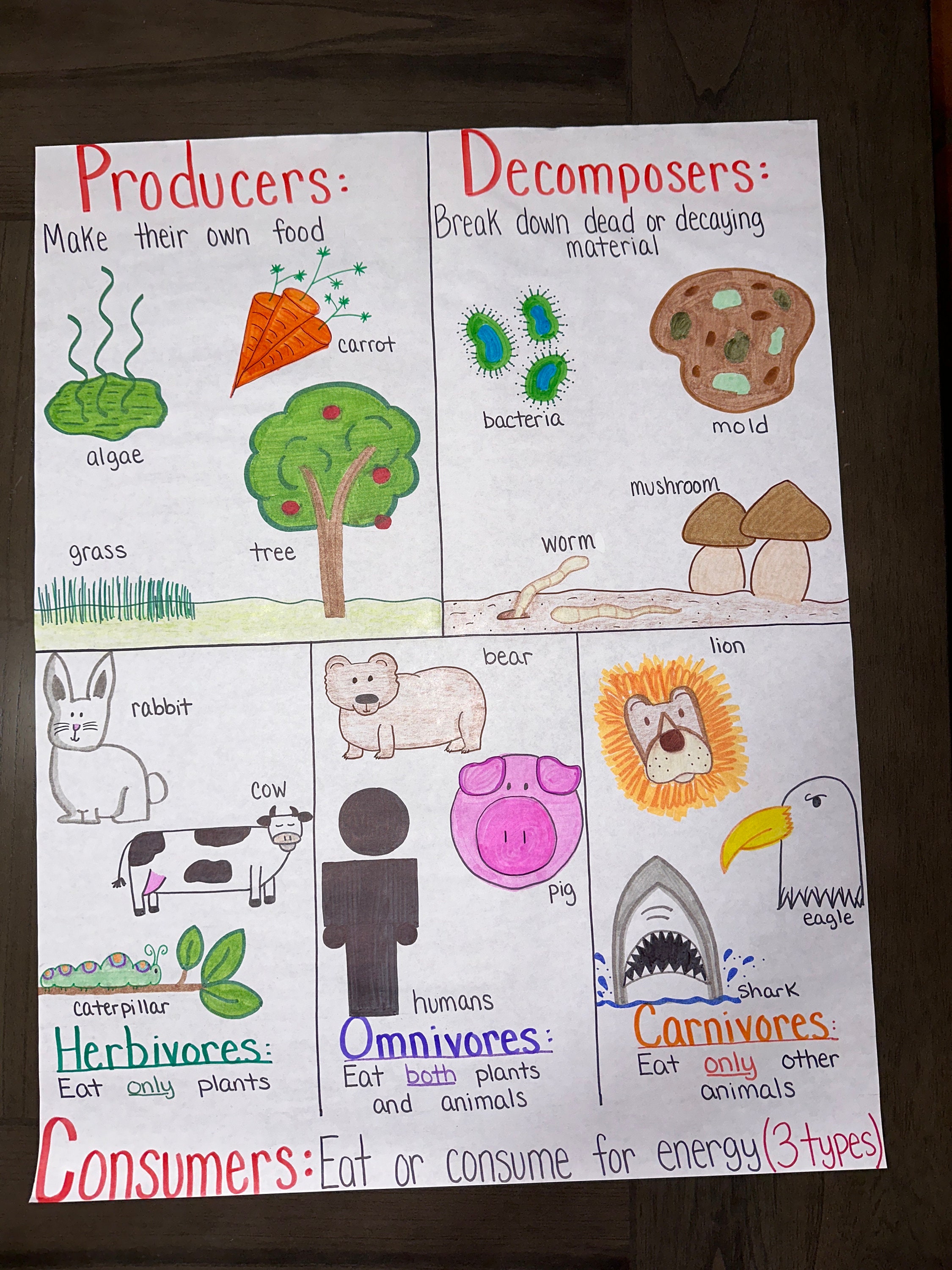 Producers/consumers/decomposers Anchor Chart for Elementary, Middle and ... Biology Diagrams