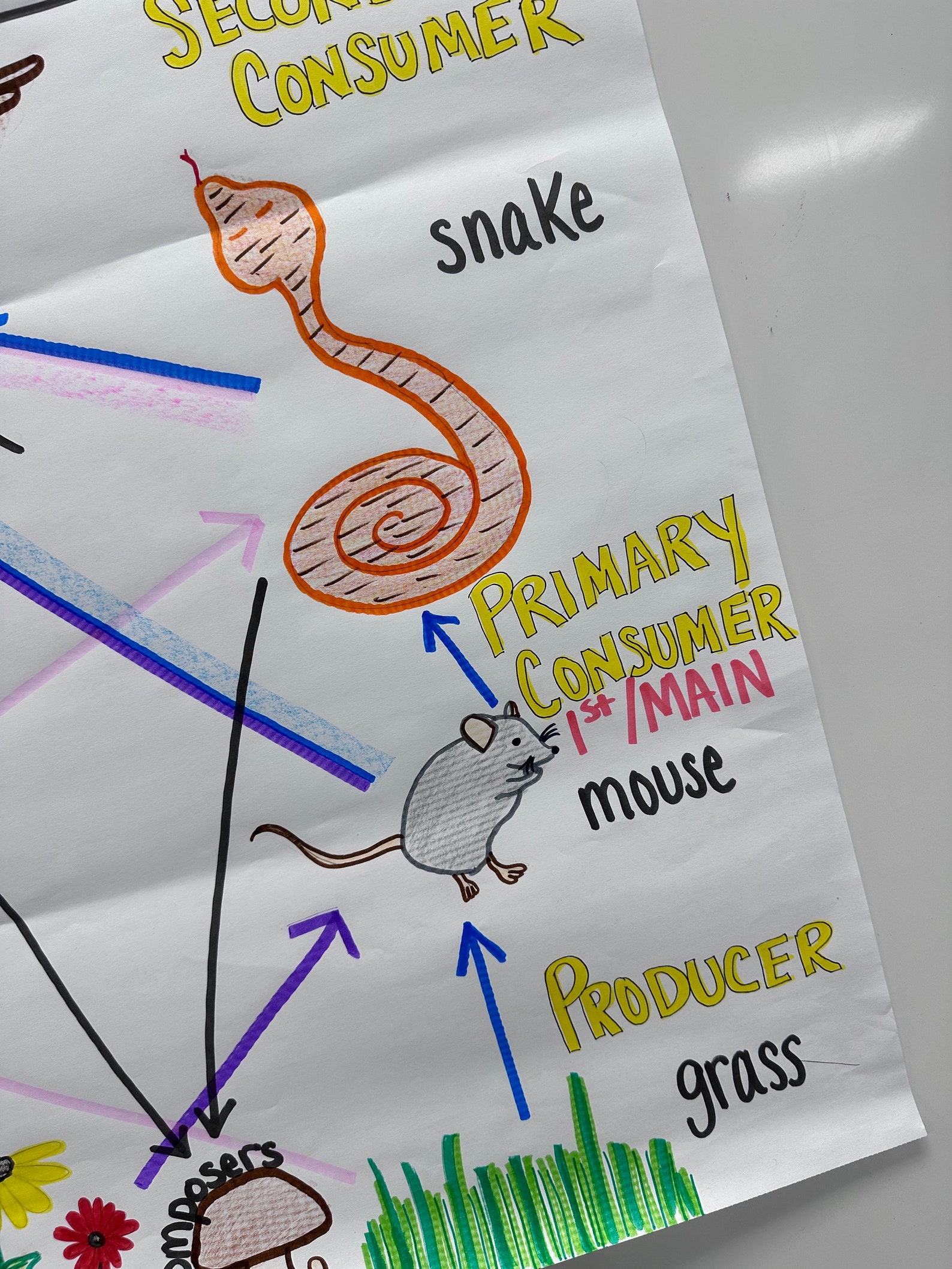 Food Web Anchor Chart For 5th 8th Grade Etsy Food Web Anchor Chart For 5th 8th Grade Etsy