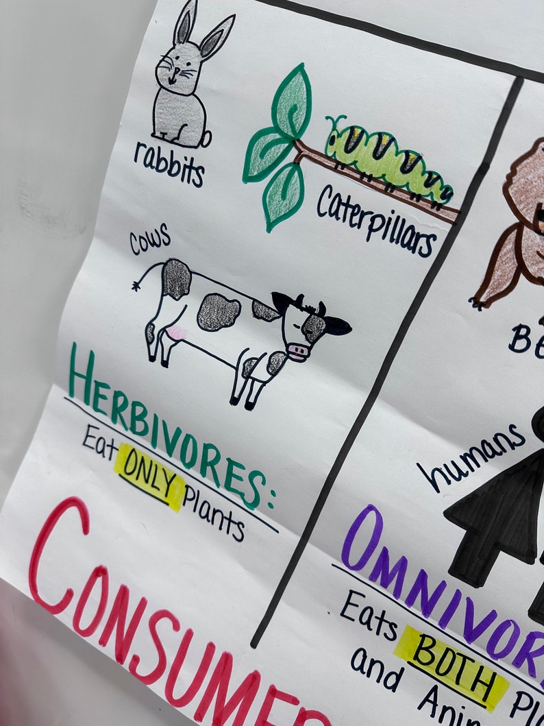 Producers/consumers/decomposers Anchor Chart for Elementary, Middle and ... Biology Diagrams