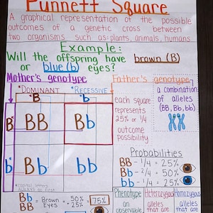 Punnett Square-ankerkaart voor middelbare en middelbare school
