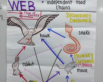 Food Web Anchor Chart for Elementary, Middle and High School