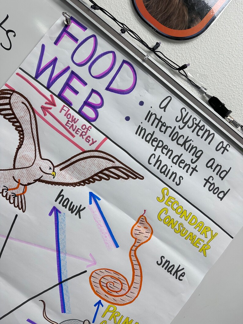 Food Web Anchor Chart For 5th 8th Grade Etsy