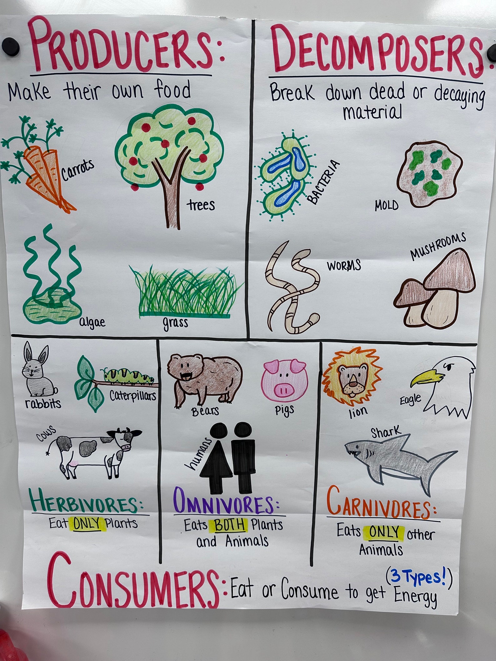 Producers/consumers/decomposers Anchor Chart for Elementary, Middle and ... Biology Diagrams