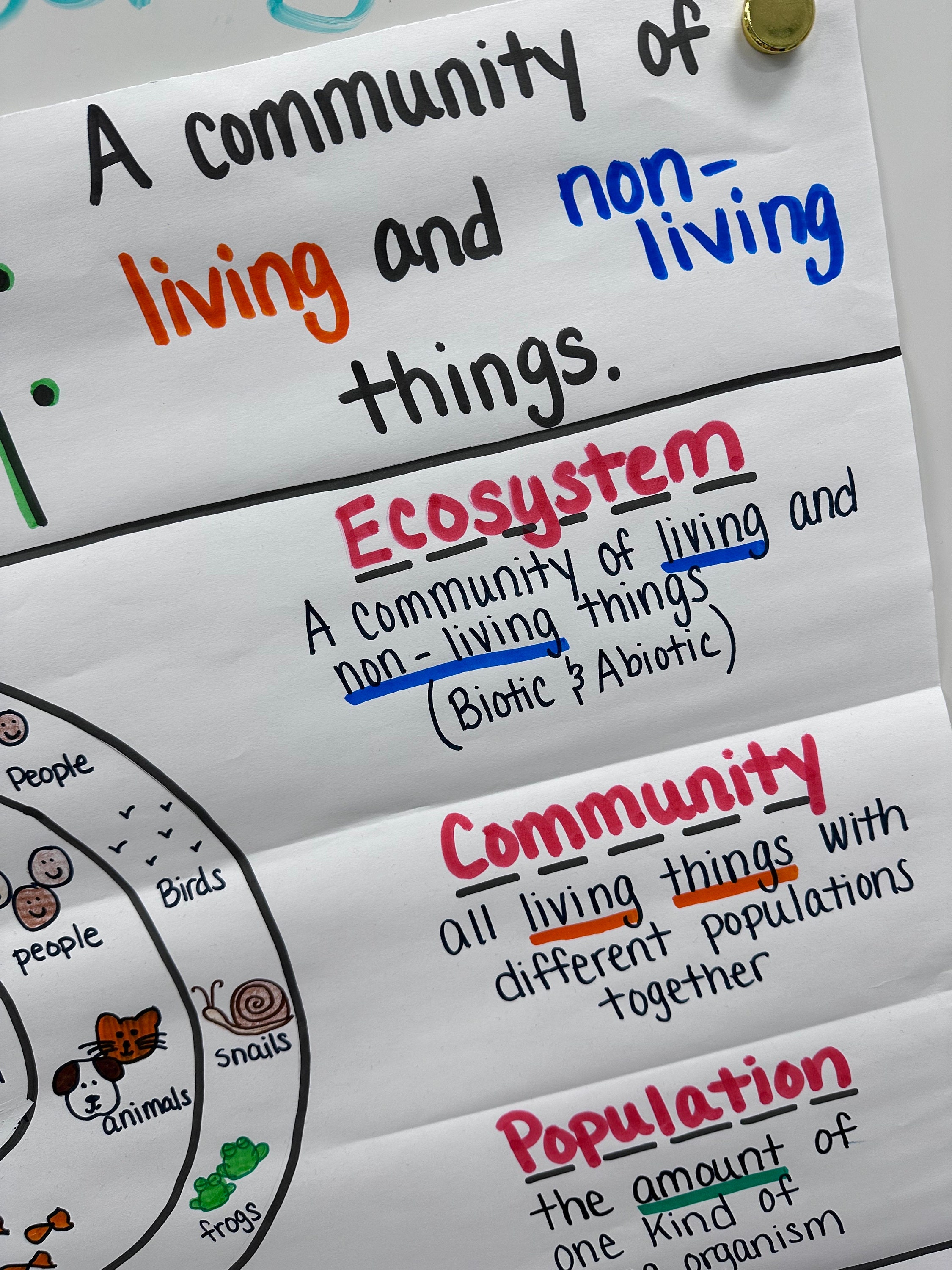 Introduction to Ecosystem Anchor Chart for 5th-8th Grade - Etsy