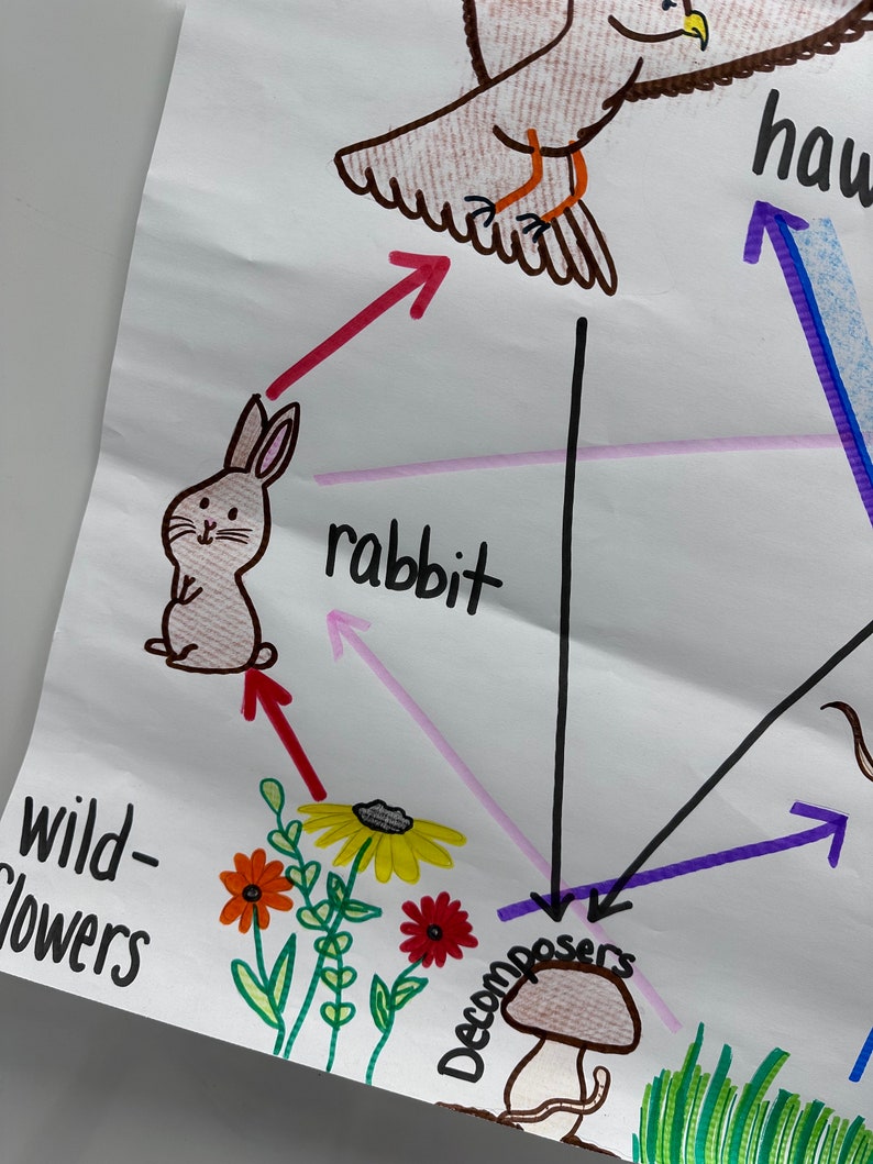 Food Web Anchor Chart For 5th 8th Grade Etsy Food Web Anchor Chart For 5th 8th Grade Etsy