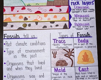 Fossils for Elementary, Middle and High School
