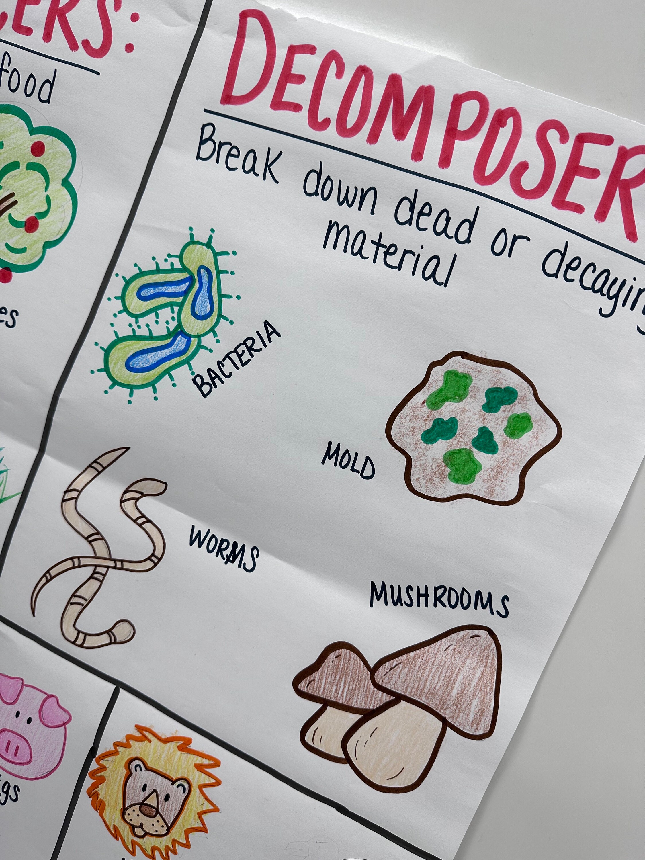 Producers/consumers/decomposers Anchor Chart For 5th Biology Diagrams