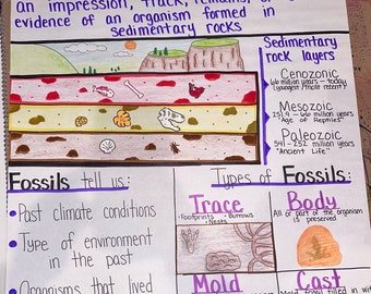 Fossils for Elementary, Middle and High School