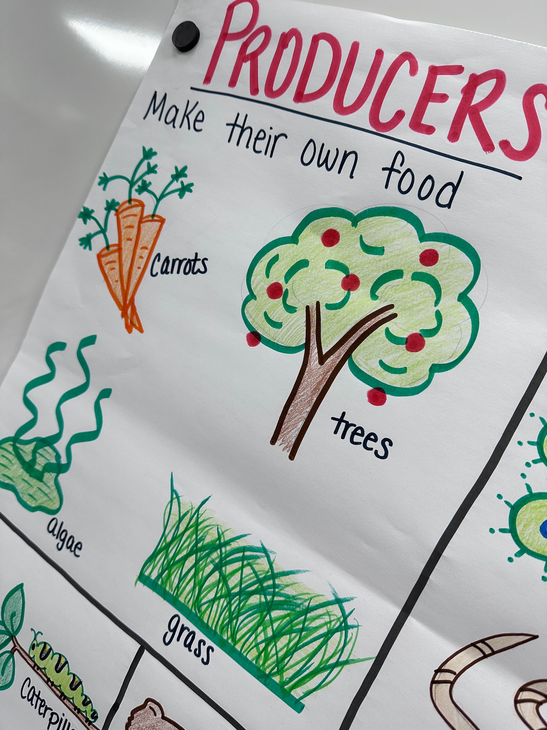 Producers/consumers/decomposers Anchor Chart for Elementary, Middle and ...