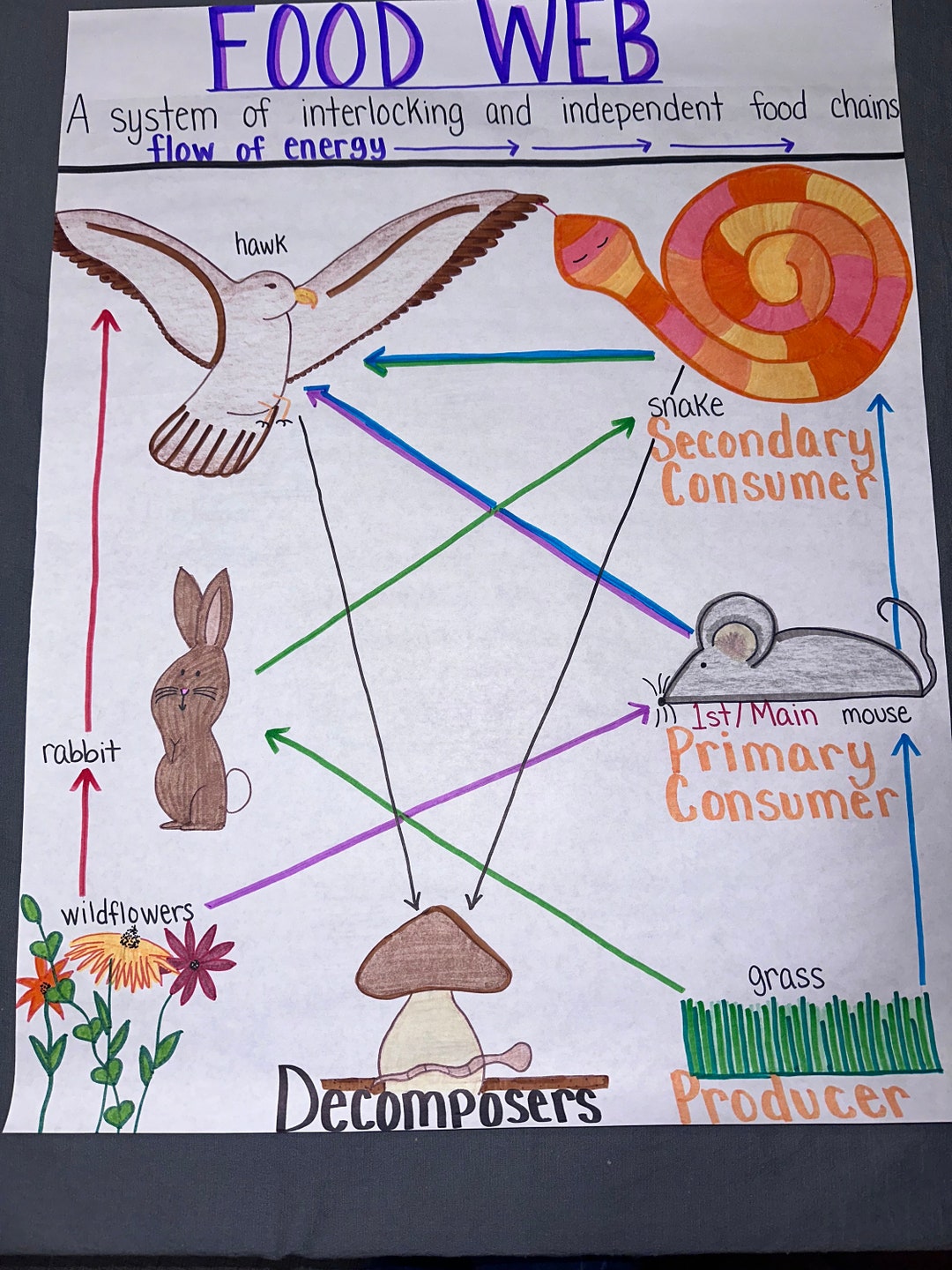 Food Web Anchor Chart For Elementary Middle And High School Etsy