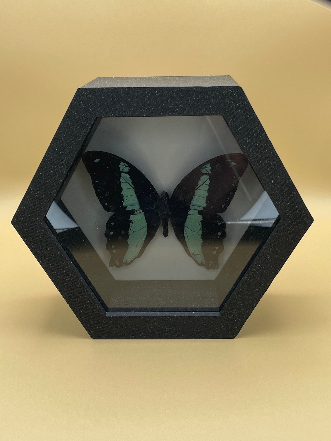 3D Printed Hexagon Shadow Box Framed Common Bluebottle Etsy
