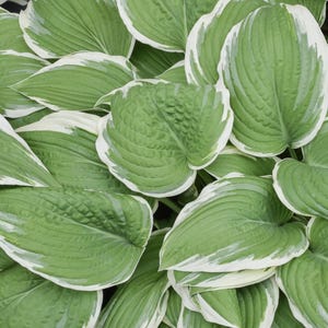 May include: Close-up of hosta plant leaves. The leaves are a vibrant green with a creamy white border. The leaves have prominent veins and a textured surface, creating a lush, full appearance. The image showcases the natural beauty of the plant.