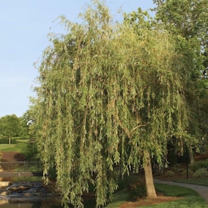 Willow - Prairie Cascade - Salix Prairie Cascade Live 4” Rooted Very Fast Growing Tree, Plant Adds 2-4 Feet Per Year, Zone 4-10